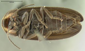Media type: image;   Entomology 2774 Aspect: habitus ventral view